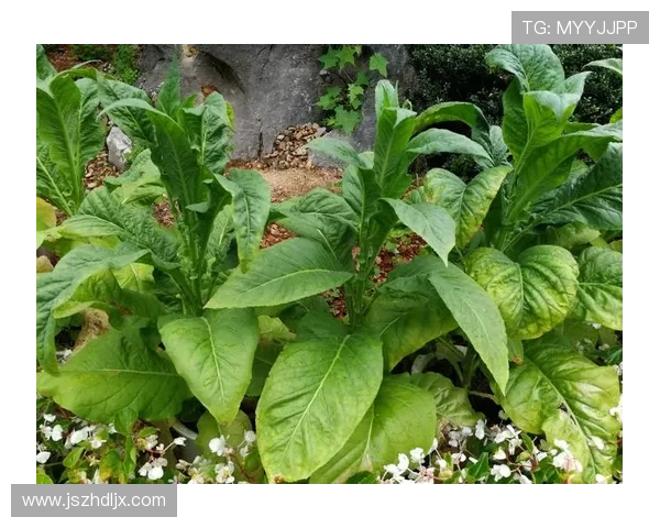 刀光剑影，情义无价——探寻“极道”的传奇与落寞